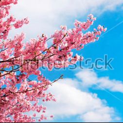 Фотообои Розовые деревья